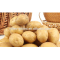 Chinese fresh sweet potato